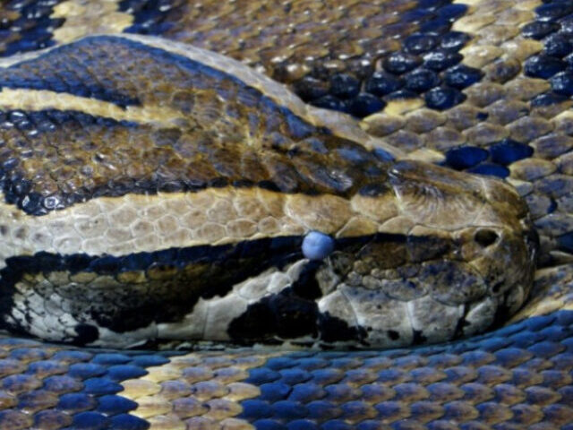 Burmese Python