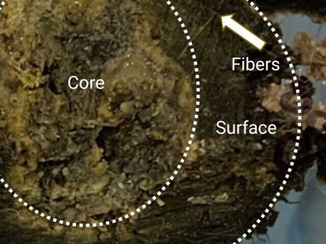 The efforts of the research teams involved in the analysis revealed that the material was composed of a complex mixture of fats, oils, calcium and other metals.