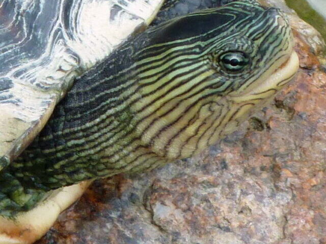 Chinese Striped-necked Turtle.