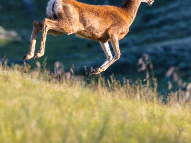 White-tailed Deer.