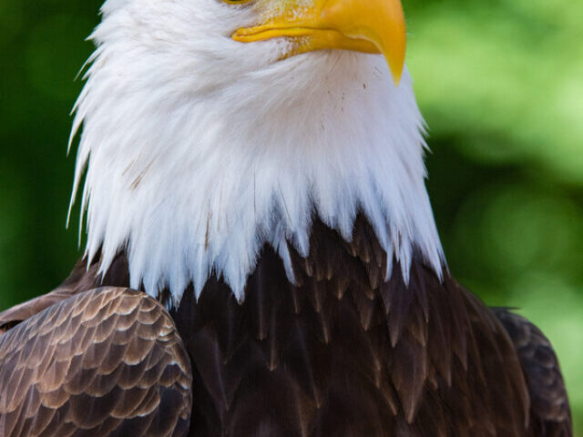 bird-bald-eagle-bird-of-prey-vertebrate-beak-eagle-1623530-pxhere.com (1)