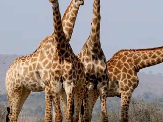 Giraffes