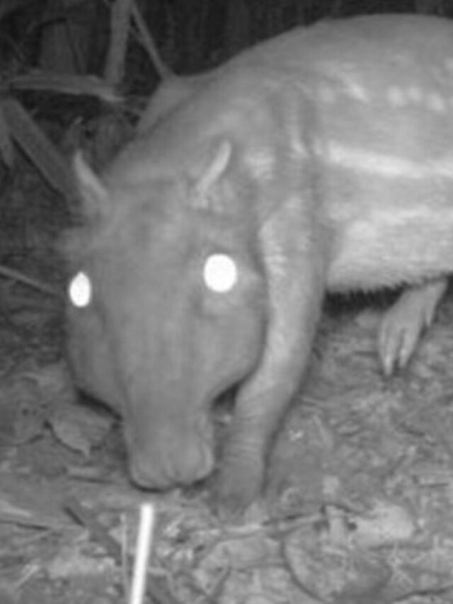 Moonlight Alters Behavior of 86 Mammal Species: What 20% Find Irresistible