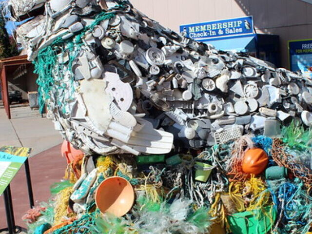 Lidia the Seal is an 8-foot by 10-foot sculpture made of flotsam like synthetic rope, lids, foam and plastic pieces, that washed ashore on the Pacific Coast.