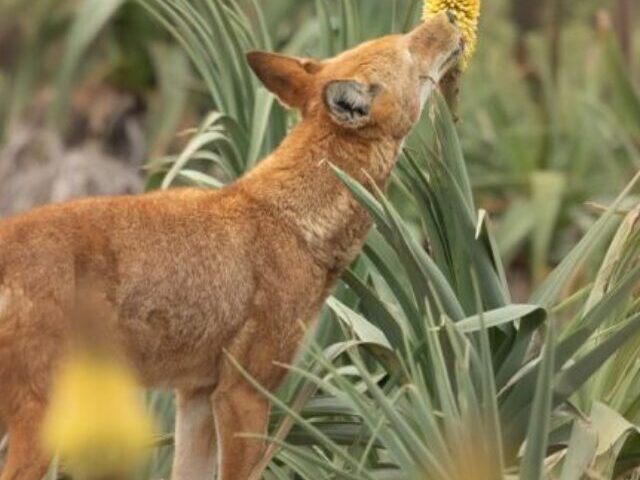 An Ethiopian wolf (Canis simensis) licks nectar from the Ethiopian red hot poker flower (Kniphofia foliosa). ©Adrien Lesaffre.