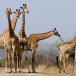 Giraffes