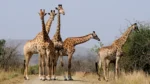 Giraffes