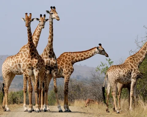 Giraffes