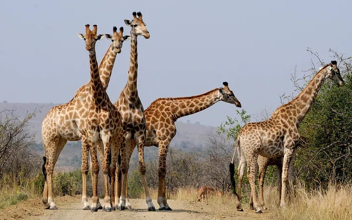 Giraffes