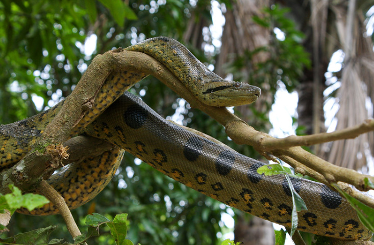 Green Anaconda.