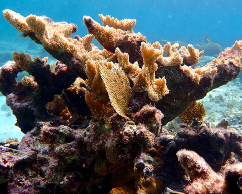 Elkhorn Coral.