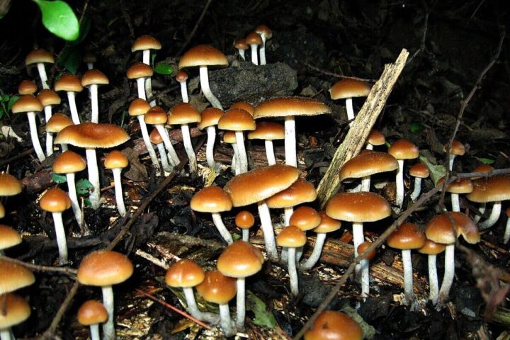 Psilocybe “cyanofriscosa”