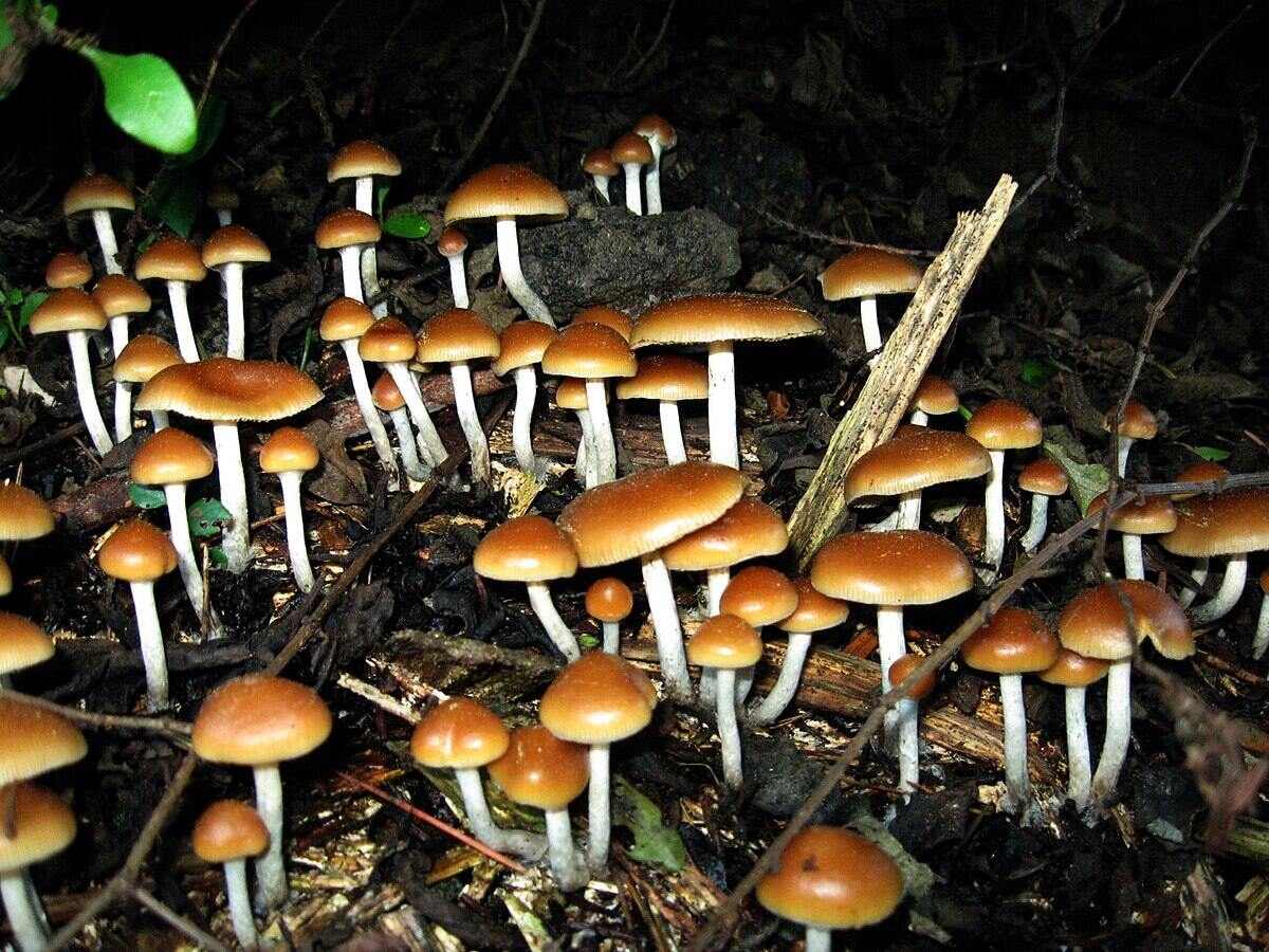 Psilocybe “cyanofriscosa”