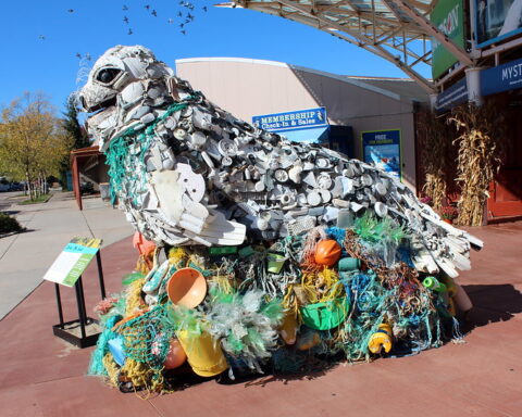 Lidia the Seal is an 8-foot by 10-foot sculpture made of flotsam like synthetic rope, lids, foam and plastic pieces, that washed ashore on the Pacific Coast.