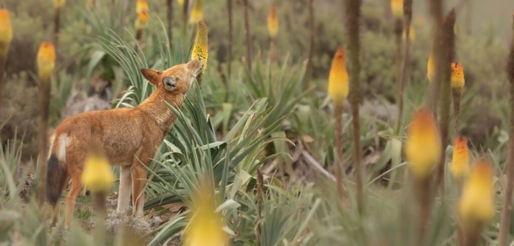 An Ethiopian wolf (Canis simensis) licks nectar from the Ethiopian red hot poker flower (Kniphofia foliosa). ©Adrien Lesaffre.