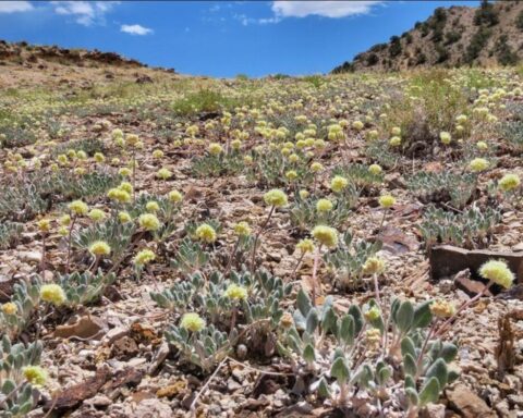 Tiehm's buckwheat.