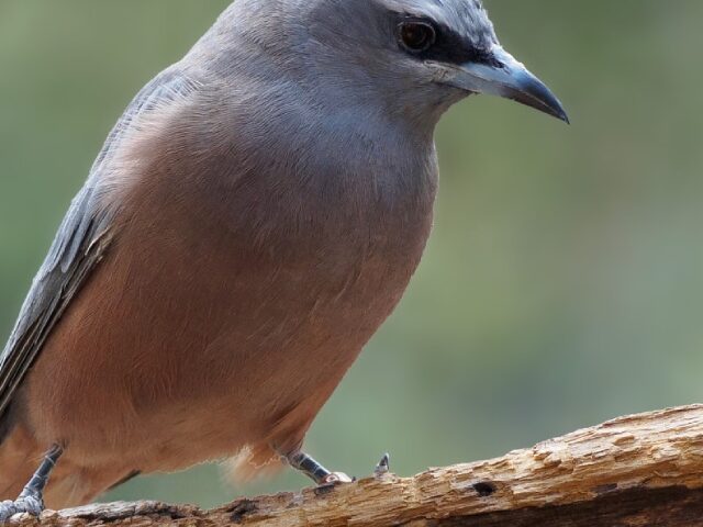 100+ Australian Birds Adapt Physically to Climate Change (Poster Image)