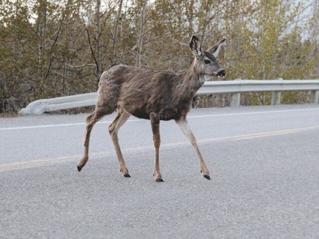 $125M Targets 1.8M Wildlife-Vehicle Collisions Across 16 States (Poster Image)