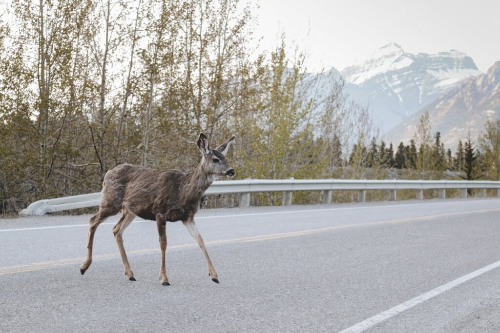 Representative Image. A deer crossing the road in front of a mountain. Photo Source: Wild Shots By Irina (Pexels)