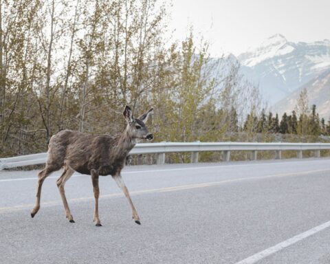 Representative Image. A deer crossing the road in front of a mountain. Photo Source: Wild Shots By Irina (Pexels)