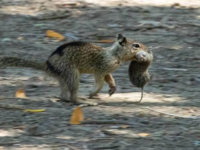 42% of Squirrel-Vole Encounters Are Predatory, Study Finds (Poster Image)