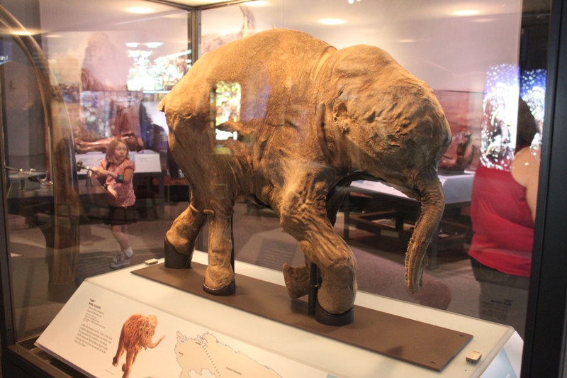 Representative Image. Lyuba, a baby mammoth discovered in 2007 in Siberia. It is part of a special exhibit "Mammoths and Mastadons" at the Field Museum through September. Photo Credits: Matt Howry (CC BY 2.0)