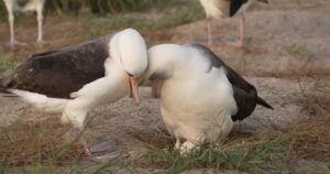 74-Year-Old Laysan Albatross Wisdom Lays Egg at Midway Atoll: A Scientific Milestone