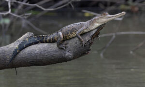 The Central African slender-snouted crocodile (Mecistops leptorhynchus), described in 2018, inhabits the whole Congo Basin. This species faces threats from habitat loss and poaching, highlighting its vulnerability to becoming endangered.