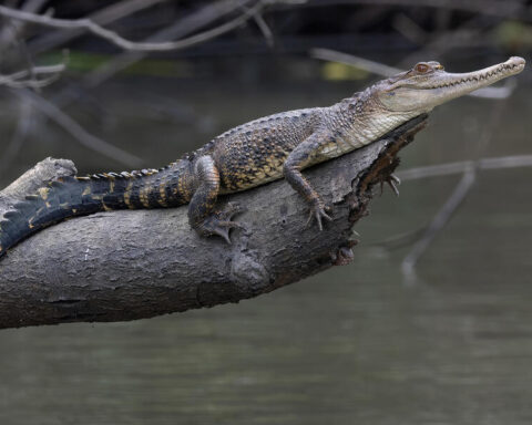 The Central African slender-snouted crocodile (Mecistops leptorhynchus), described in 2018, inhabits the whole Congo Basin. This species faces threats from habitat loss and poaching, highlighting its vulnerability to becoming endangered.