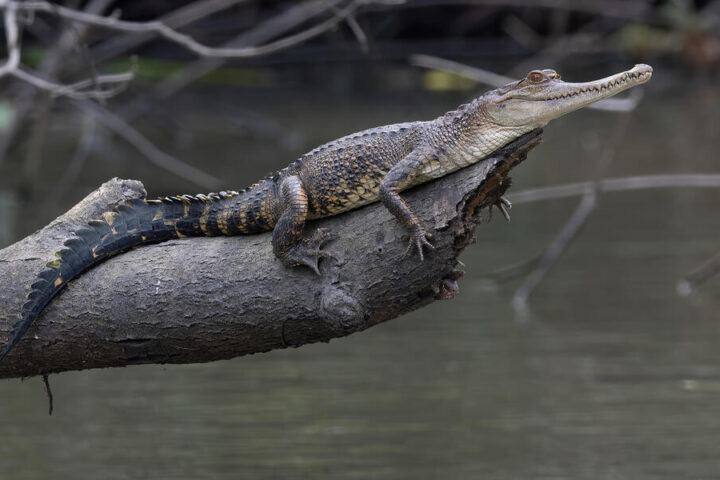 The Central African slender-snouted crocodile (Mecistops leptorhynchus), described in 2018, inhabits the whole Congo Basin. This species faces threats from habitat loss and poaching, highlighting its vulnerability to becoming endangered.