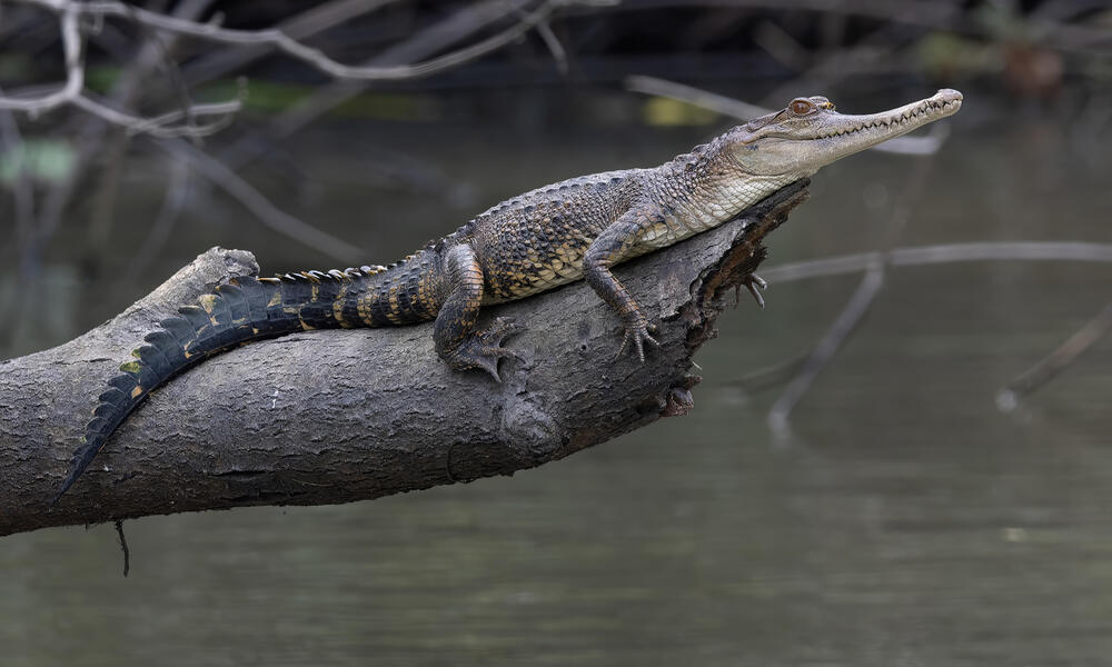 The Central African slender-snouted crocodile (Mecistops leptorhynchus), described in 2018, inhabits the whole Congo Basin. This species faces threats from habitat loss and poaching, highlighting its vulnerability to becoming endangered.