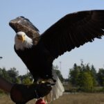 Representative Image. Bald eagle on person’s arm. Photo Source: C. Stone (Pexels)