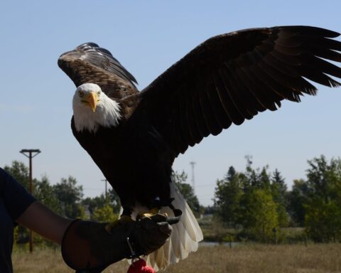 Representative Image. Bald eagle on person’s arm. Photo Source: C. Stone (Pexels)