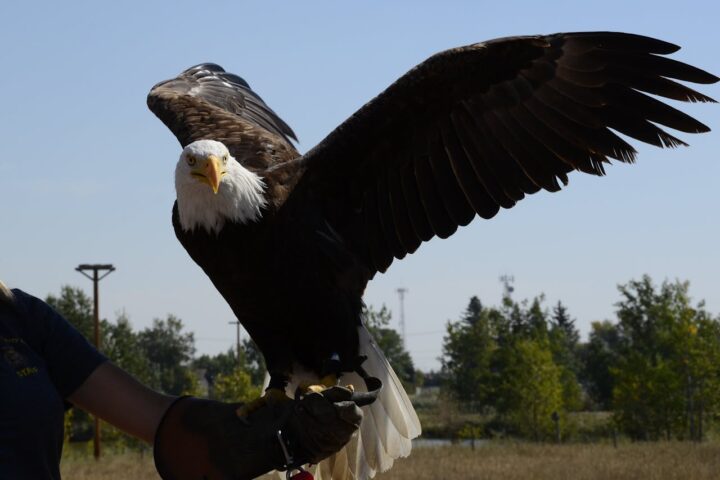 Representative Image. Bald eagle on person’s arm. Photo Source: C. Stone (Pexels)