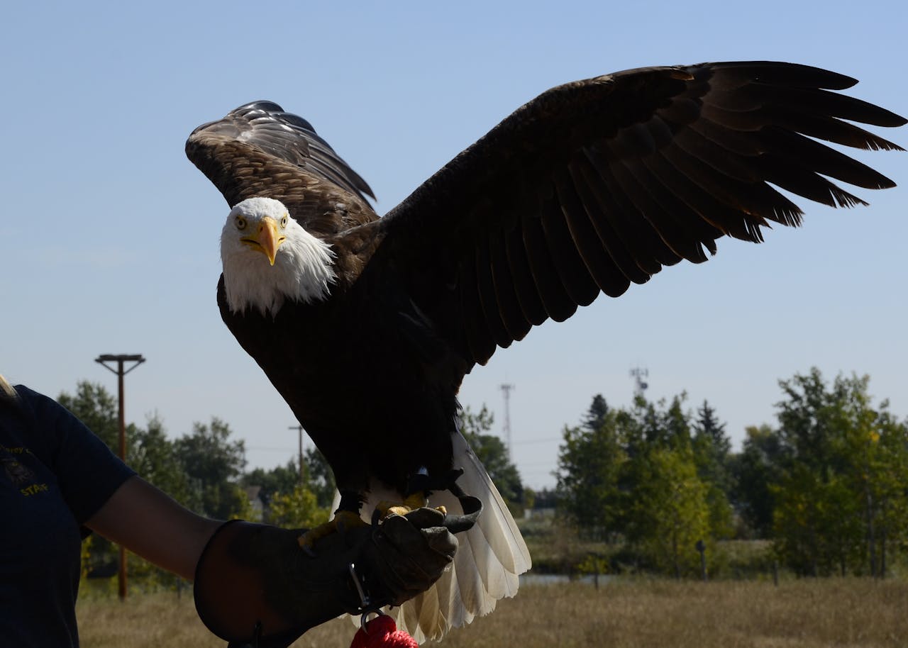 Representative Image. Bald eagle on person’s arm. Photo Source: C. Stone (Pexels)