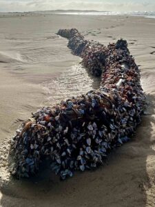 Birubi Beach Log Turns Into $250/Kilo Marine Ecosystem Covered in Gooseneck Barnacles