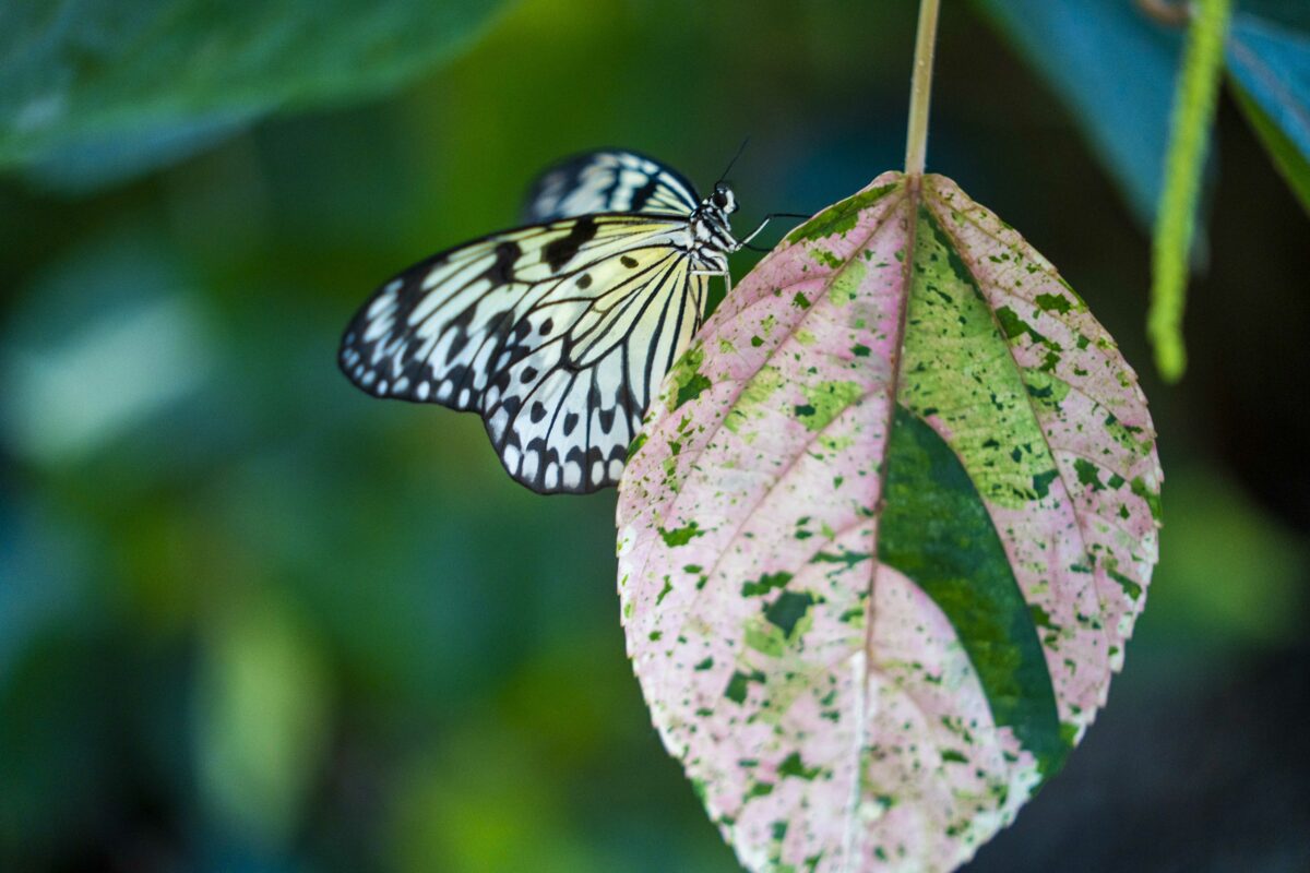 FR Press Releases Back by popular demand! Published: December 9, 2024 Live butterflies return to the Museum