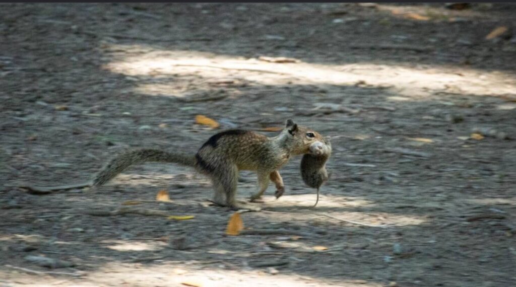 A California ground squirrel in Contra Costa County runs with a vole it hunted in its mouth. A study from UC Davis and University of Wisconsin-Eau Claire is the first to document widespread carnivorous feeding of voles by squirrels. Credit: Sonja Wild/UC Davis