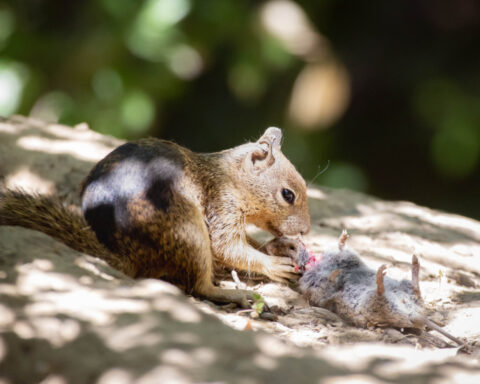 A California ground squirrel eats a vole it hunted. Credit: Sonja Wild/UC Davis