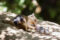 A California ground squirrel eats a vole it hunted. Credit: Sonja Wild/UC Davis