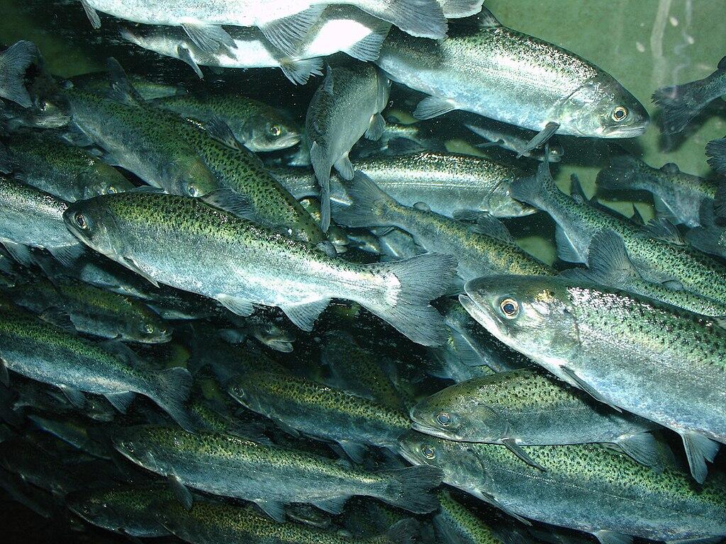 epresentative Image. Chinook salmon, Oncorhynchus tshawytscha. Photo Source: Zureks (CC BY-SA 3.0)