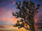 California’s Statewide Ban on Joshua Tree Damage Sets Stage for Ambitious Habitat Protection Goals to Prevent Extinction