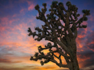 California’s Statewide Ban on Joshua Tree Damage Sets Stage for Ambitious Habitat Protection Goals to Prevent Extinction