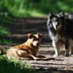 Representative Image. Stray dogs in the forest. Photo Source: zhaso (CC BY-NC-SA 2.0)