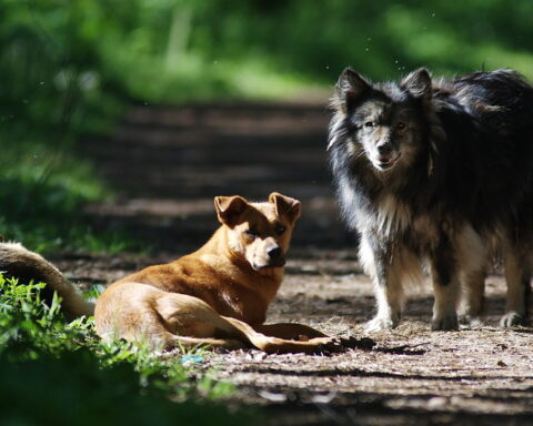 Representative Image. Stray dogs in the forest. Photo Source: zhaso (CC BY-NC-SA 2.0)