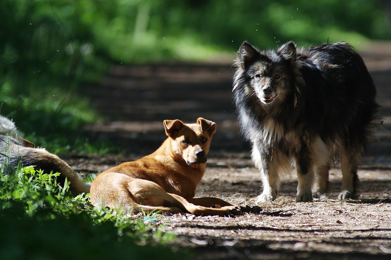 Representative Image. Stray dogs in the forest. Photo Source: zhaso (CC BY-NC-SA 2.0)