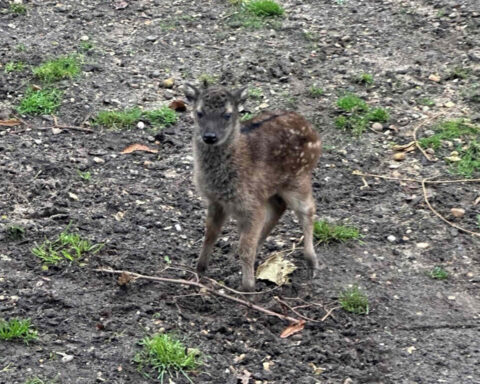 On 6th December 2024, our Animal Care Team were delighted to discover that Philippine spotted deer, Autumn and Bongat, had welcomed their fifth calf at Colchester Zoo!