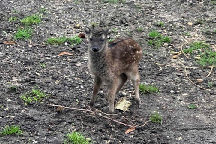 On 6th December 2024, our Animal Care Team were delighted to discover that Philippine spotted deer, Autumn and Bongat, had welcomed their fifth calf at Colchester Zoo!