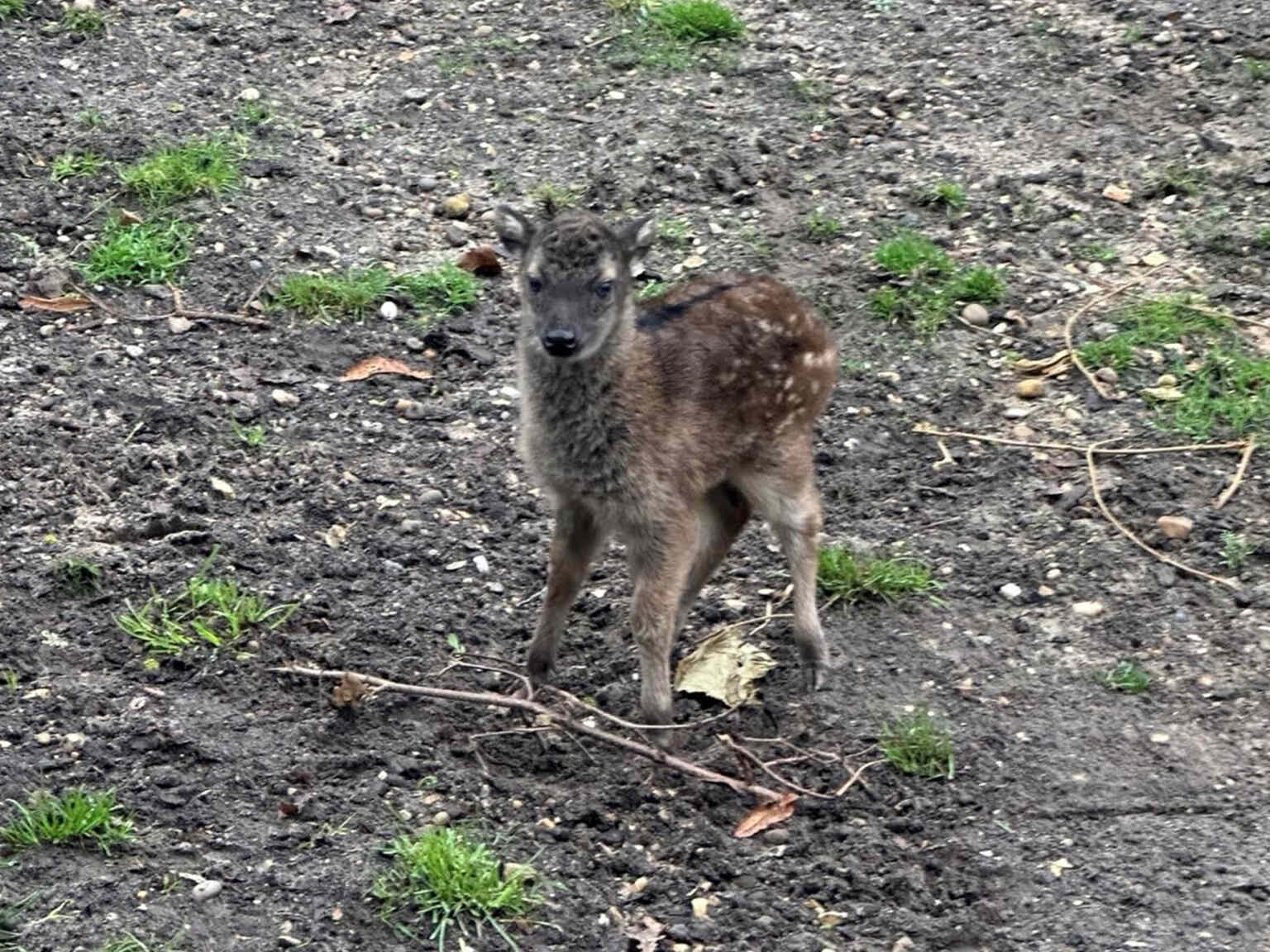 On 6th December 2024, our Animal Care Team were delighted to discover that Philippine spotted deer, Autumn and Bongat, had welcomed their fifth calf at Colchester Zoo!