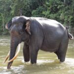 Representative Image. Elephant Sumatra. Photo Source: Léodras (CC BY-SA 4.0)